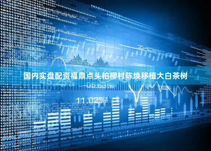 国内实盘配资福鼎点头柏柳村陈焕移植大白茶树